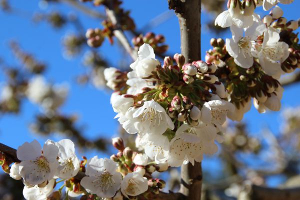 Odoo text and image block